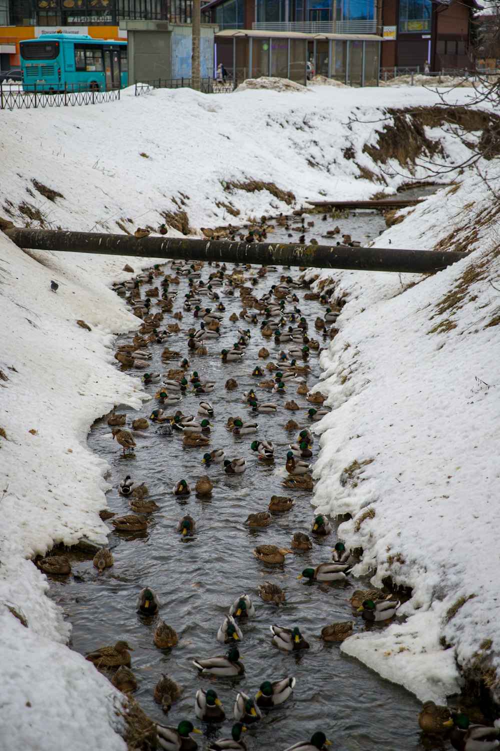a bunch of ducks that are in the water