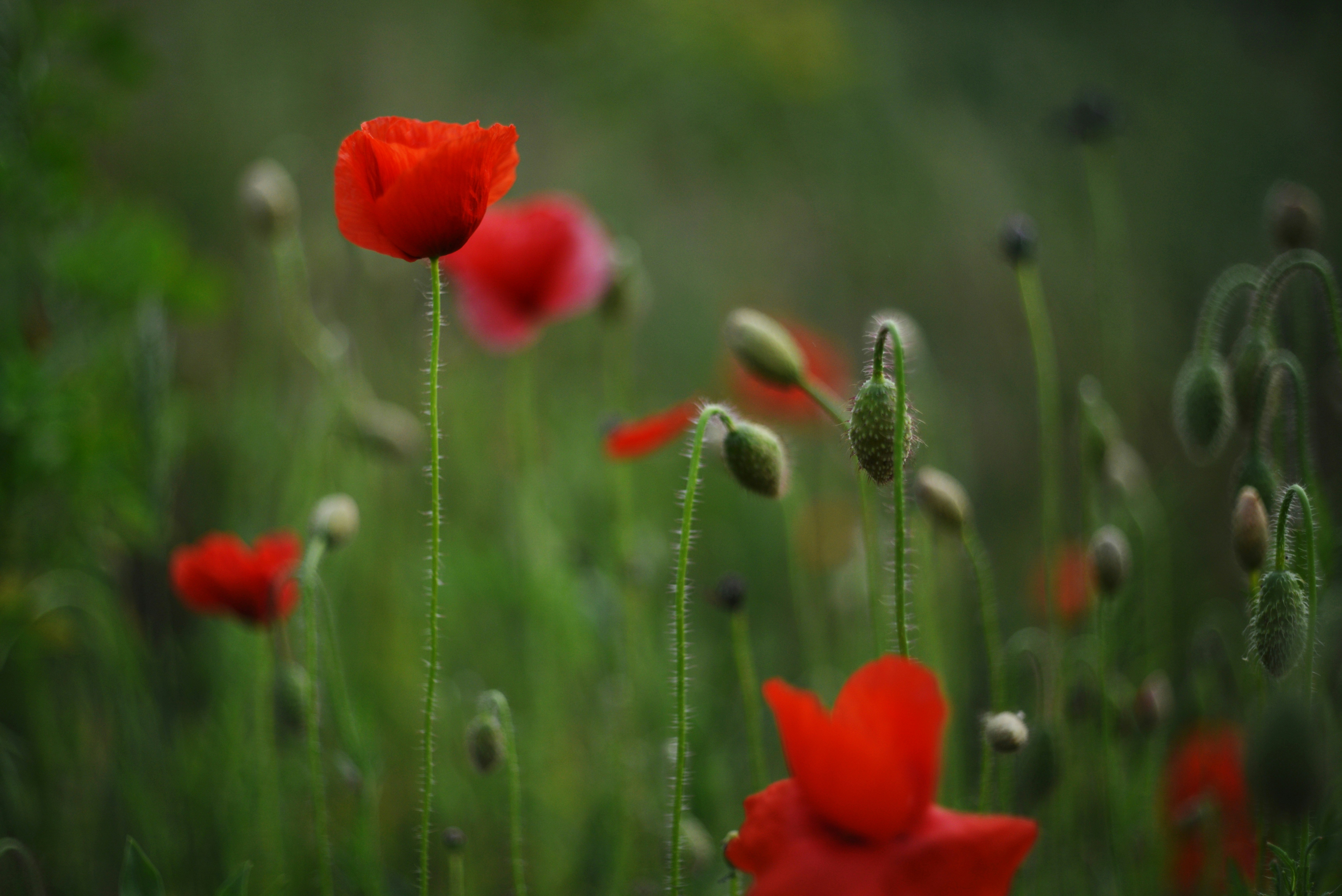 Photo by cherstve_pechivo