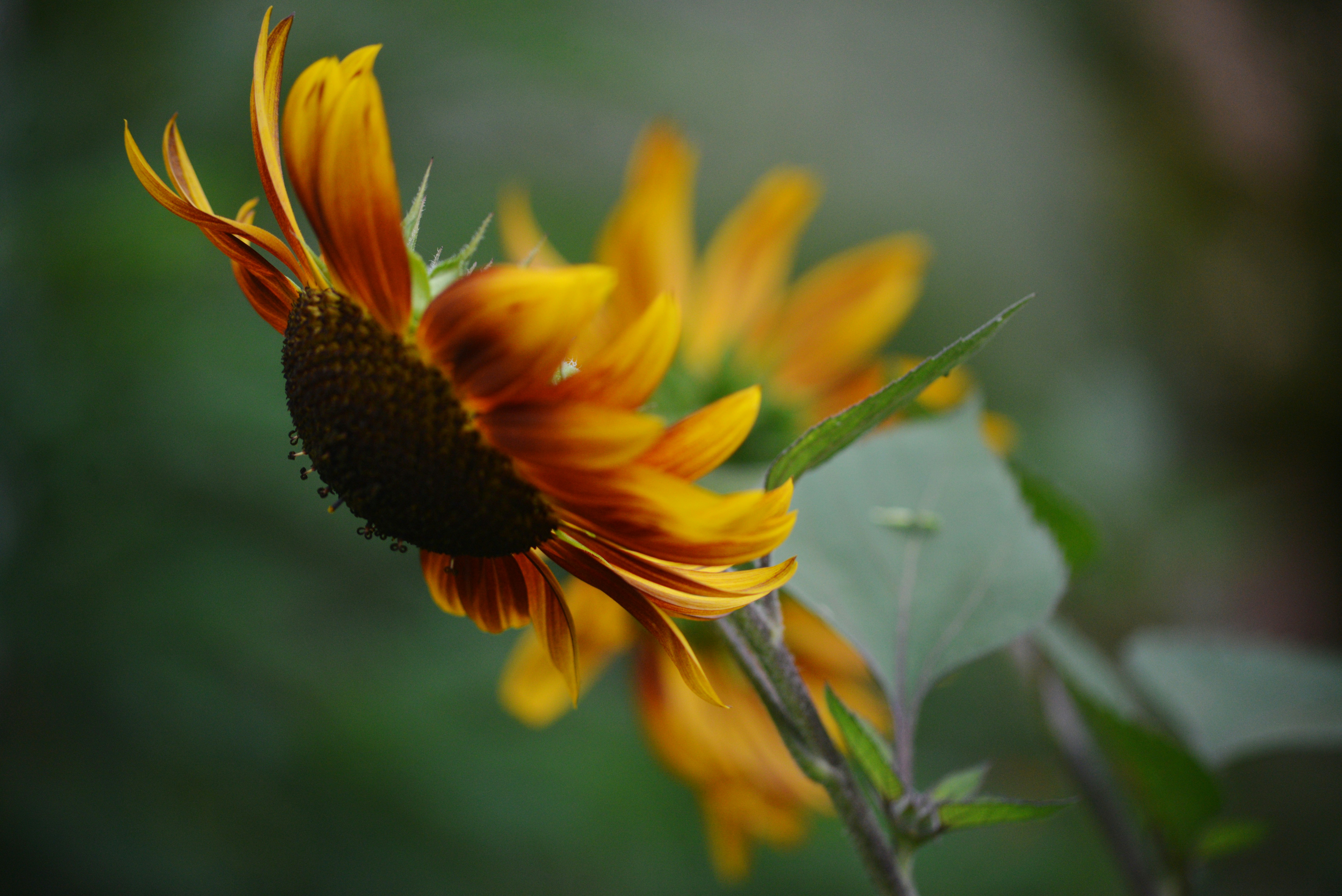 Photo by cherstve_pechivo