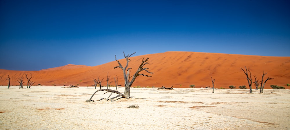 a barren desert with trees and sand dunes in the background