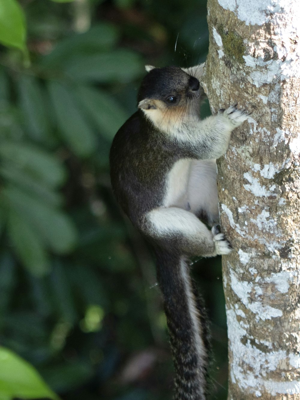 a black and white monkey climbing up a tree