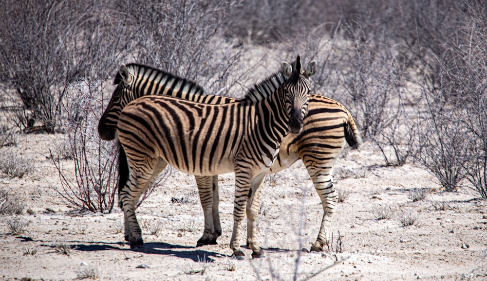 ein paar Zebras, die nebeneinander stehen