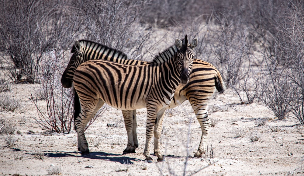 una coppia di zebre in piedi l'una accanto all'altra