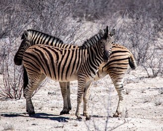 a couple of zebra standing next to each other