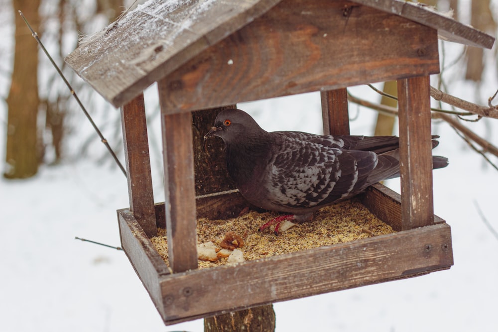 a bird eating food from a bird feeder