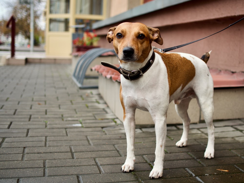 a brown and white dog standing on a brick sidewalk