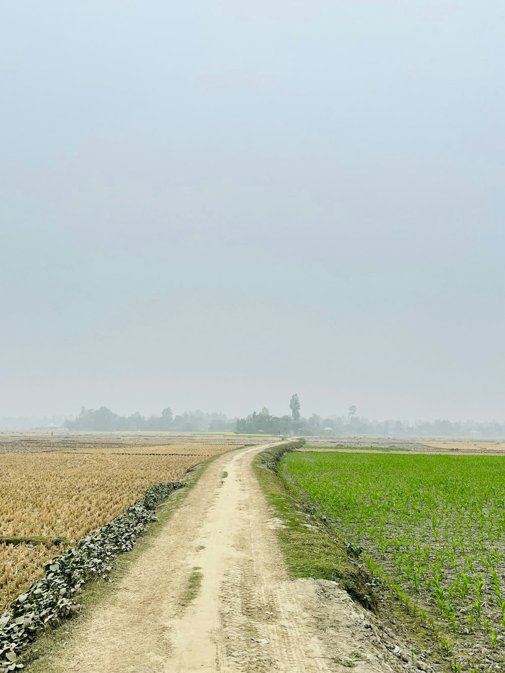 a dirt road running through a field of crops