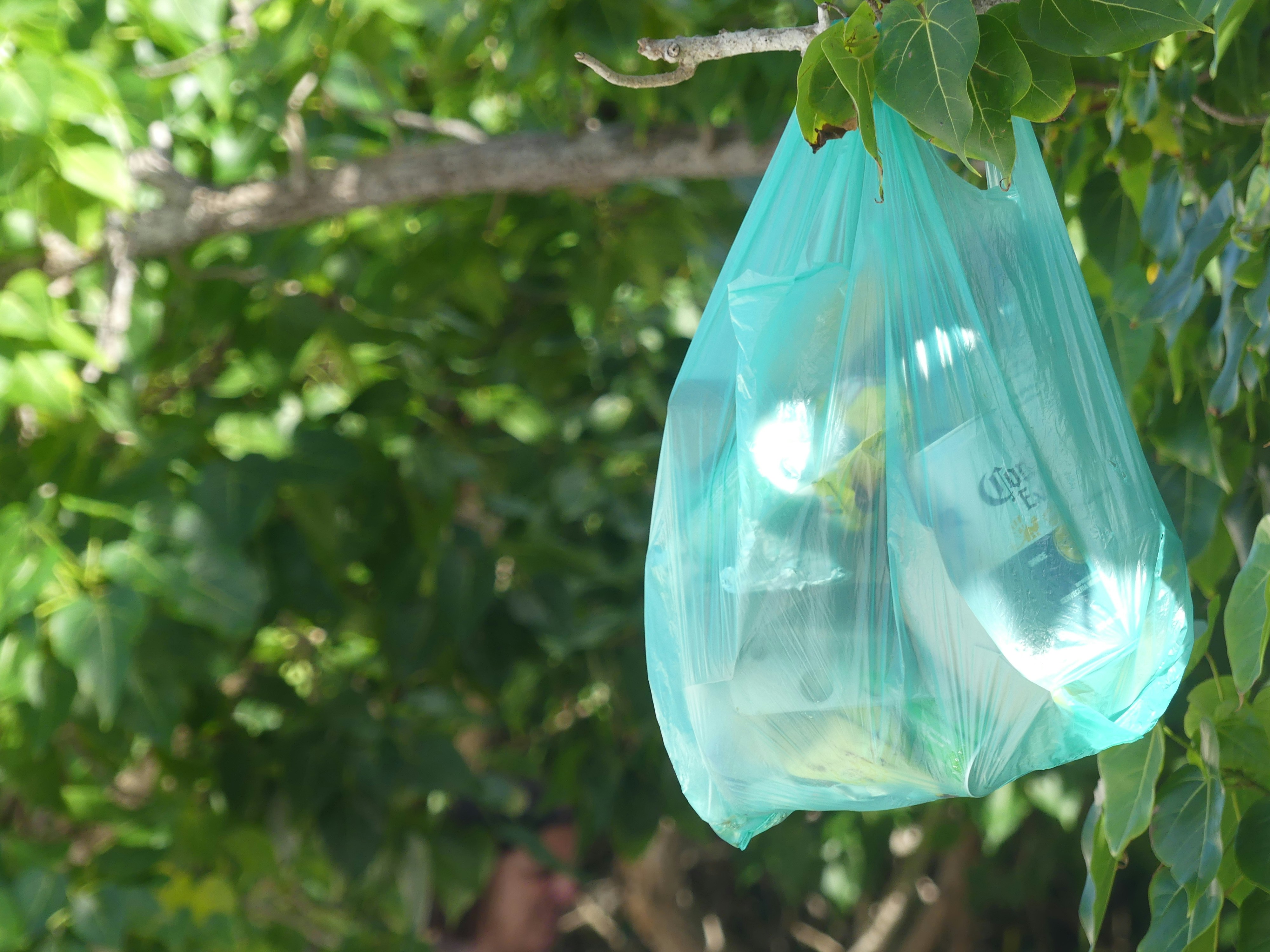 a plastic bag hanging from a tree branch