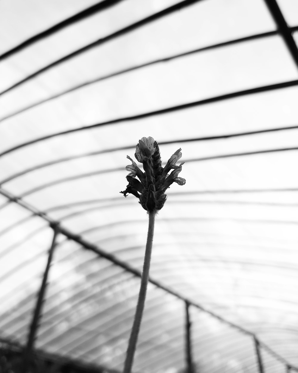 a black and white photo of a flower in a greenhouse