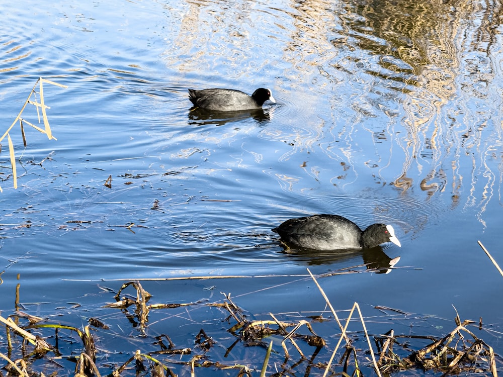 a couple of ducks floating on top of a lake