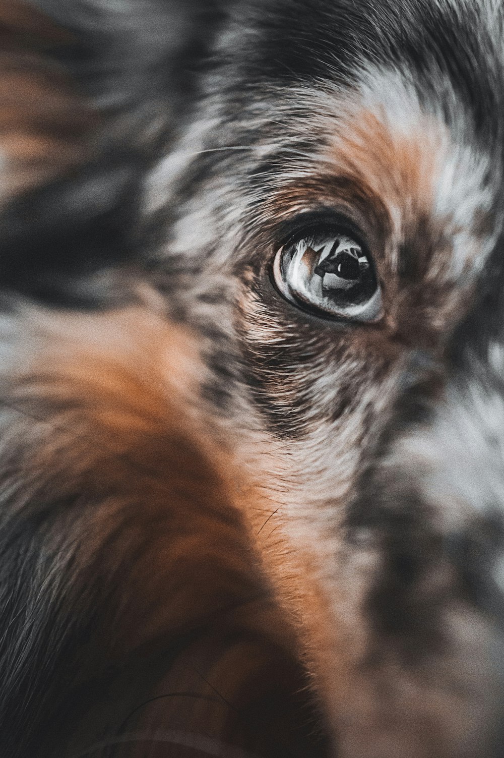 a close up of a dog's eye with a blurry background