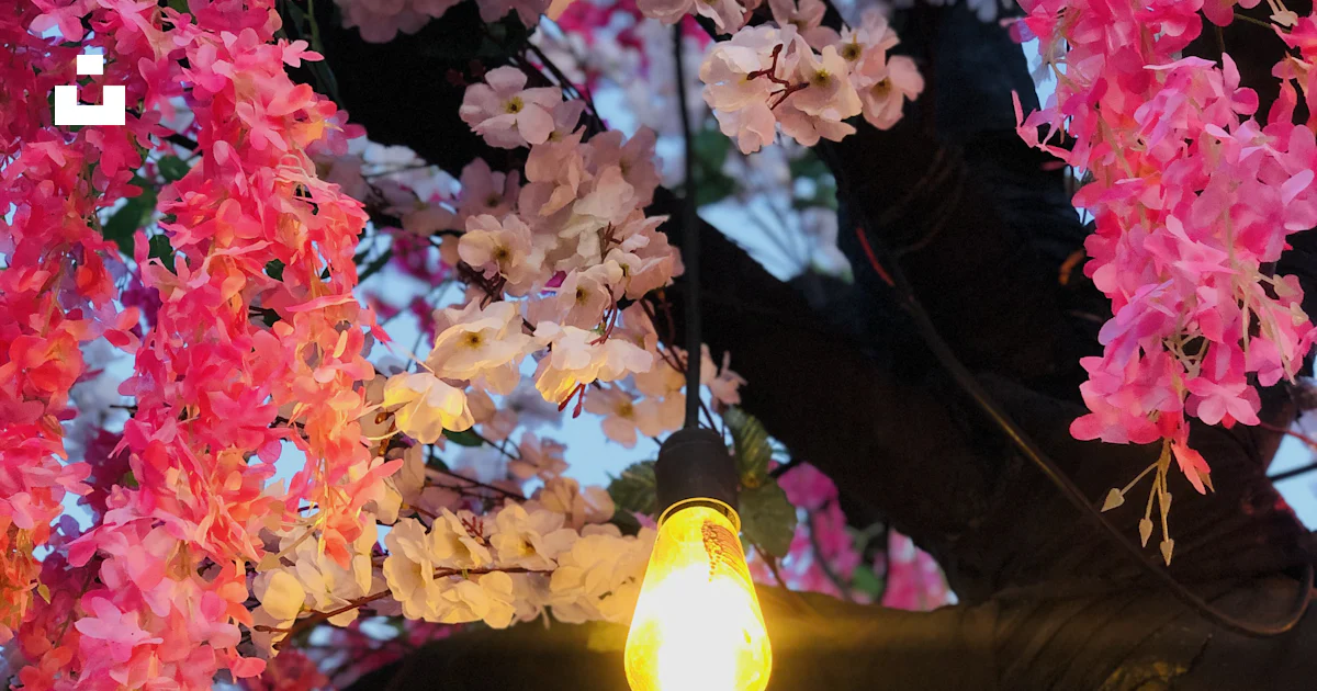 A tree with pink and white flowers and a light bulb photo – Free Ligjt ...