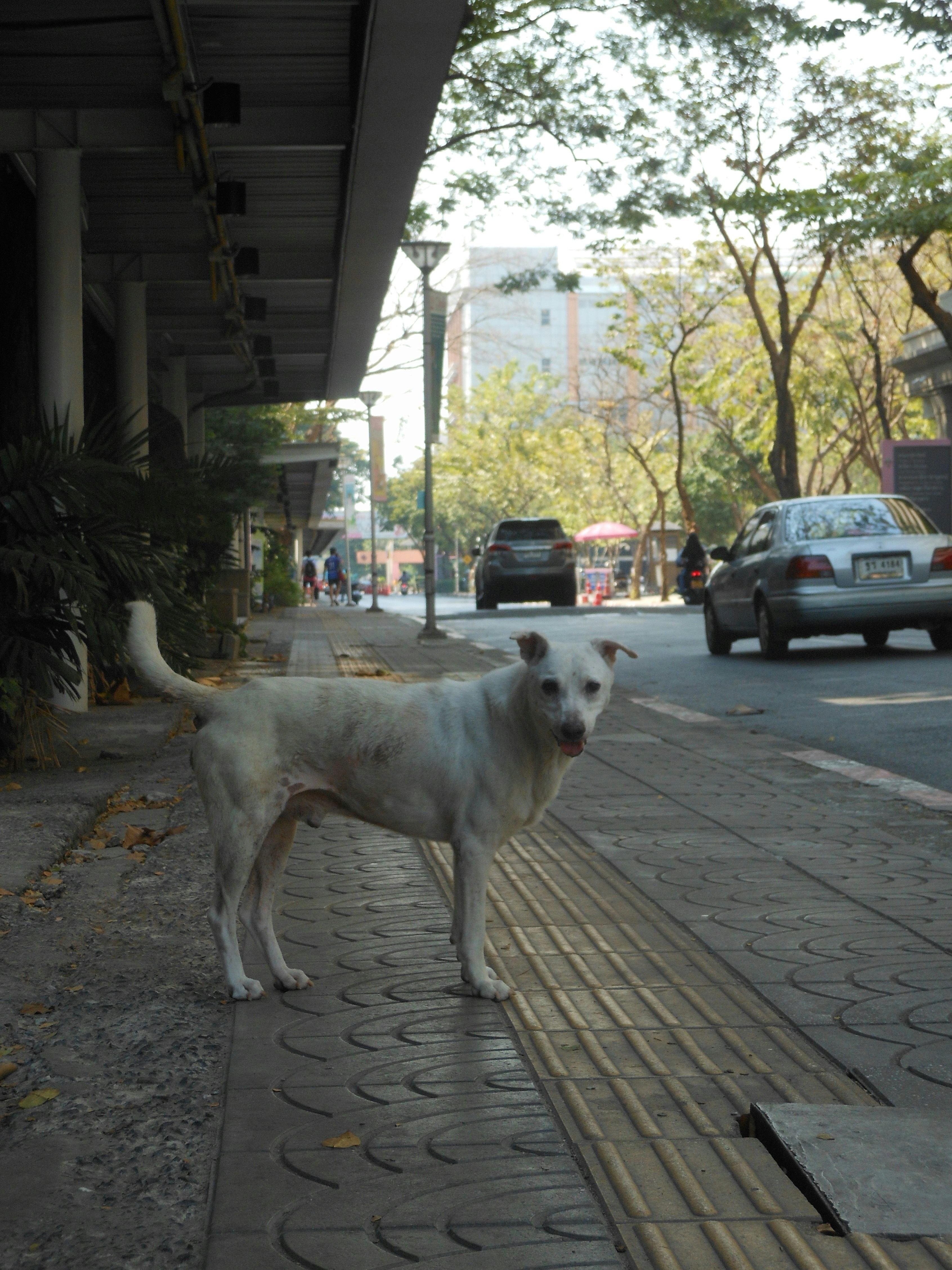 a white dog standing on a sidewalk next to a building