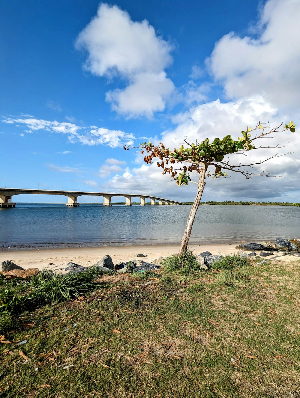 a tree on the shore of a beach with a bridge in the background