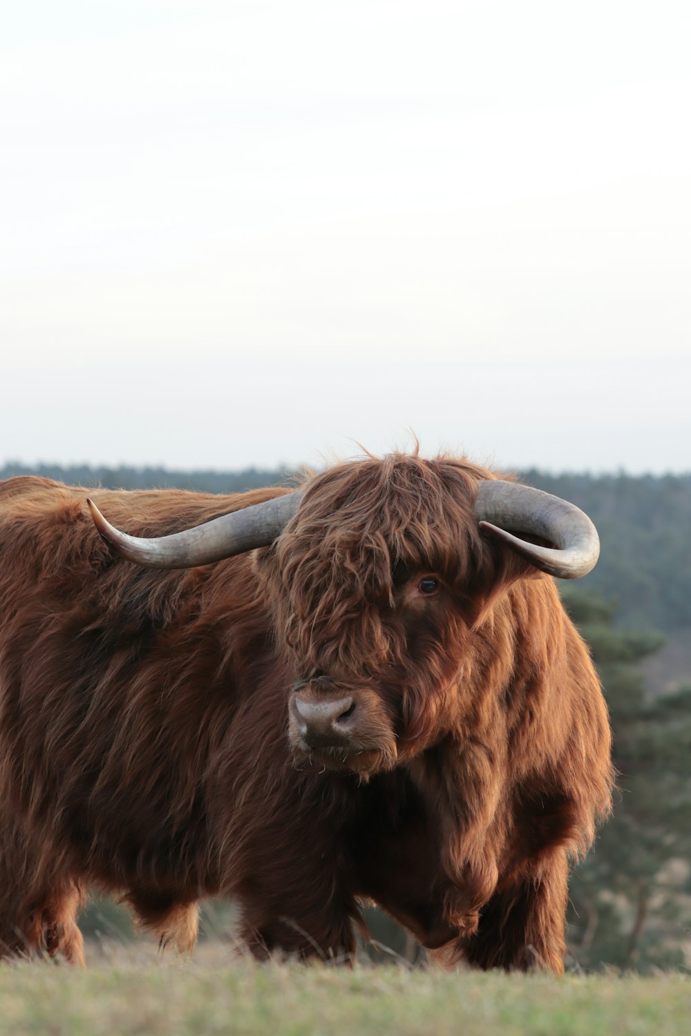 a brown bull with long horns standing in a field