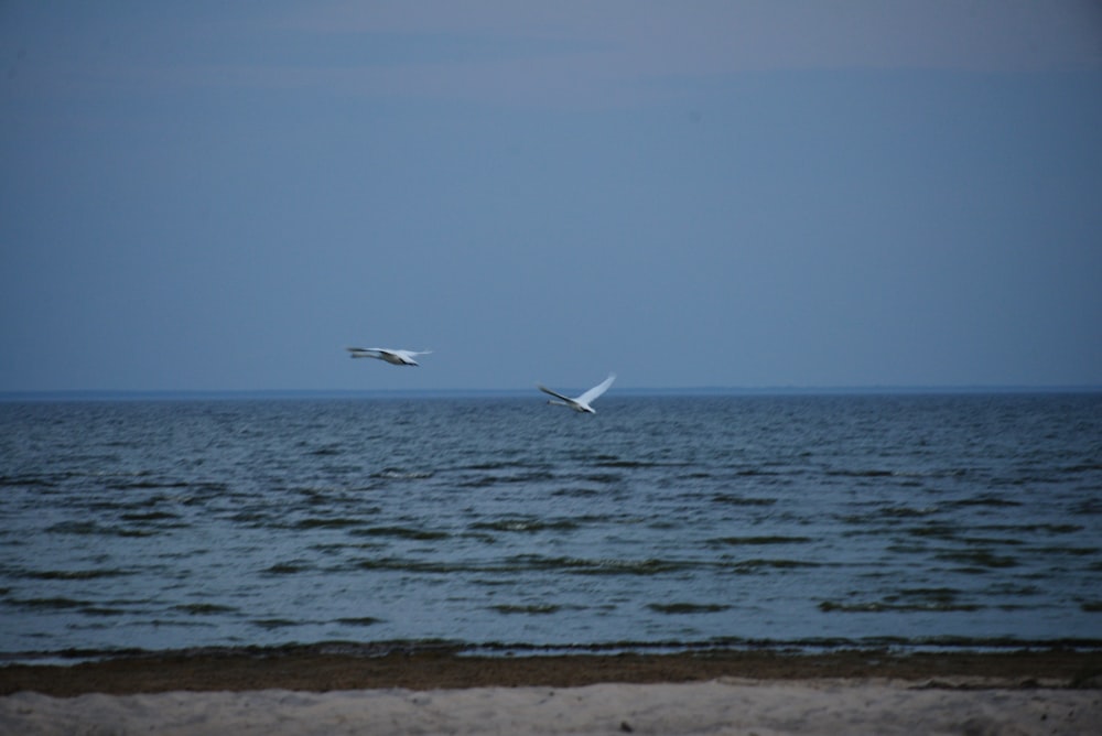 a couple of birds flying over a large body of water