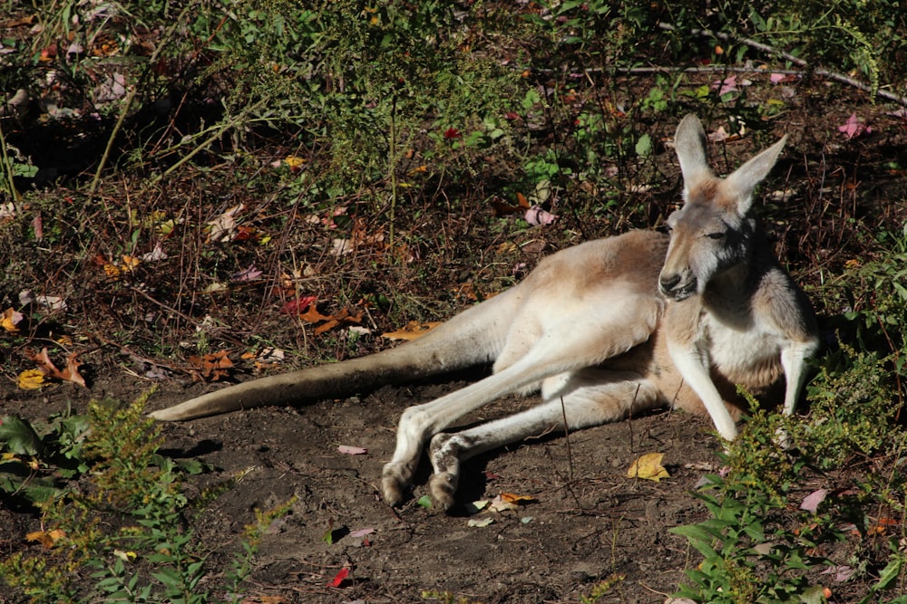 a kangaroo laying on the ground in a field