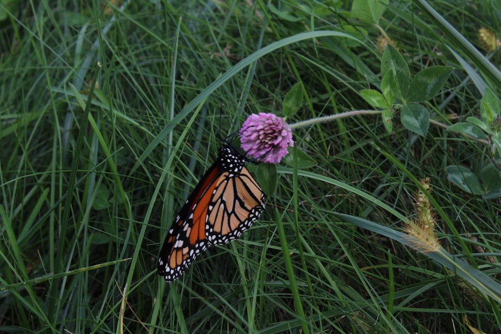 a butterfly that is sitting on a flower