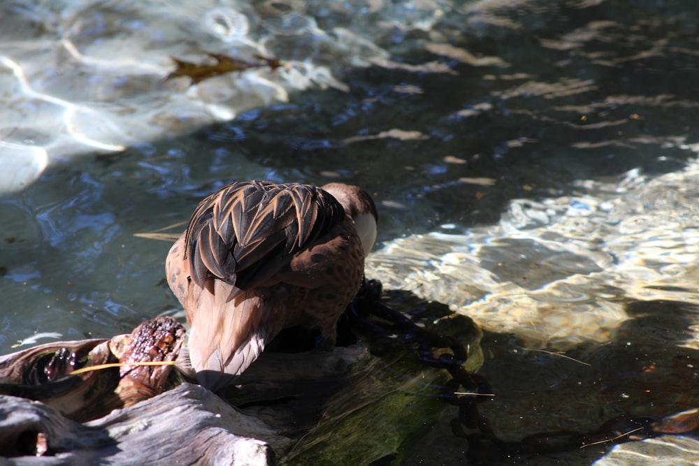 a bird sitting on a rock in the water