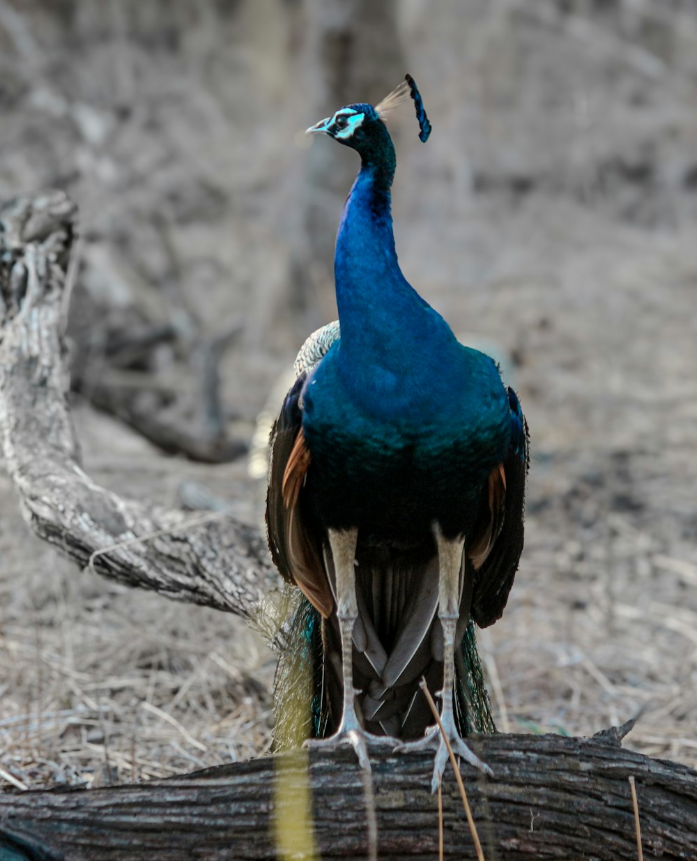 a peacock standing on top of a tree branch