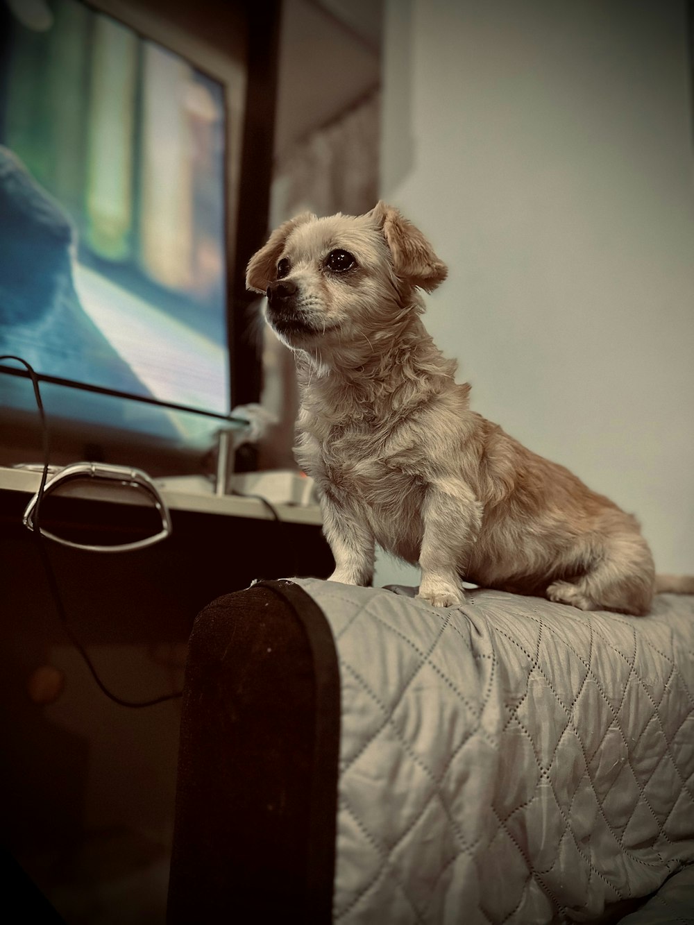 a small dog sitting on top of a bed next to a tv