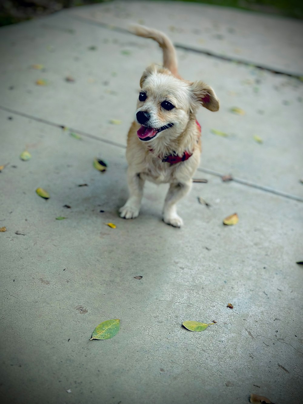 a small white dog standing on top of a sidewalk