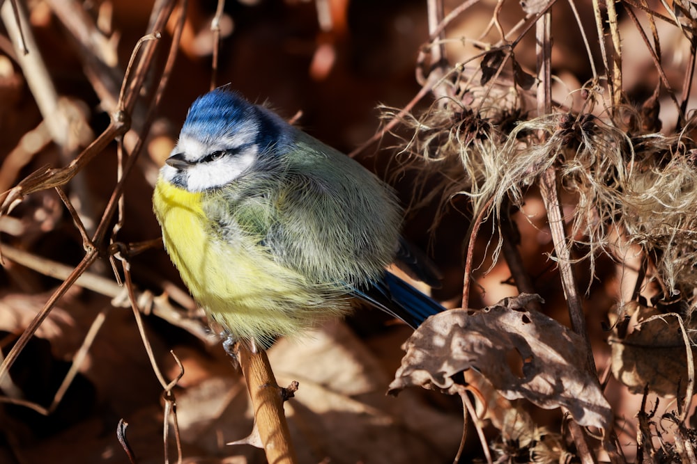 a small blue and yellow bird sitting on a branch