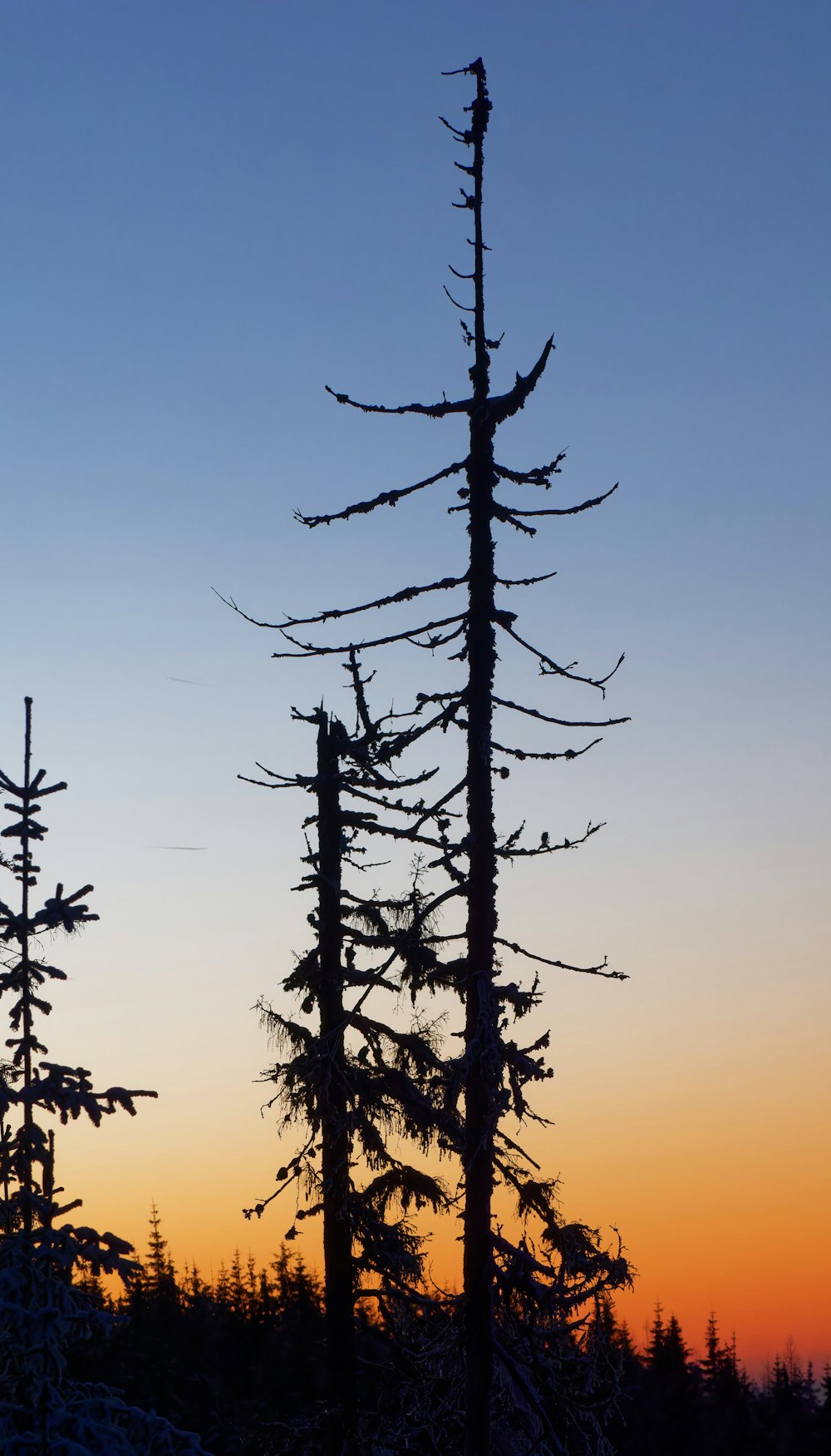 a couple of trees that are standing in the snow