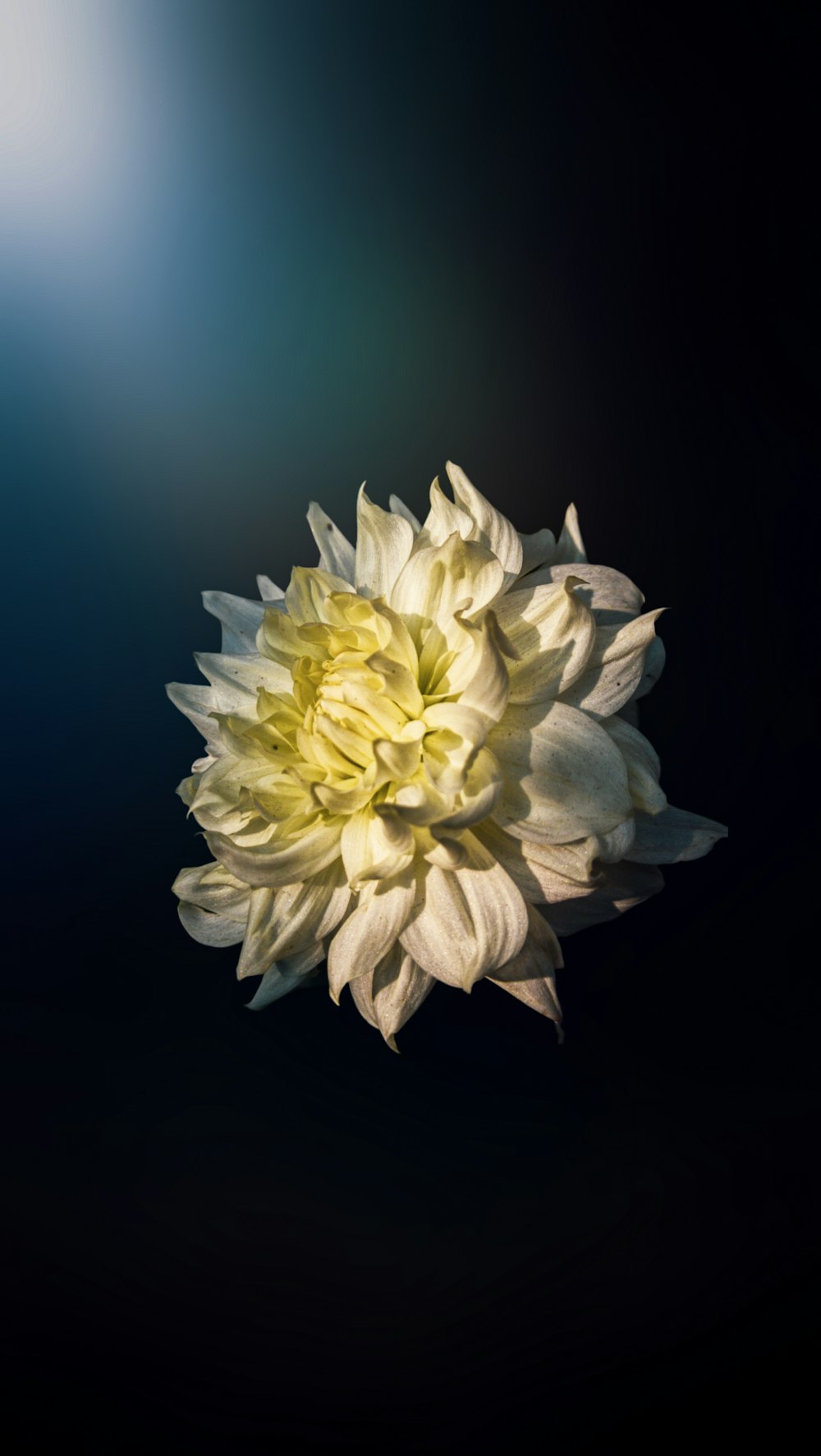 a large white flower on a black background