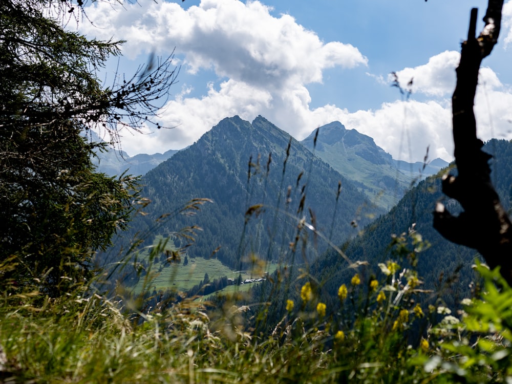 a view of a mountain range from a grassy area