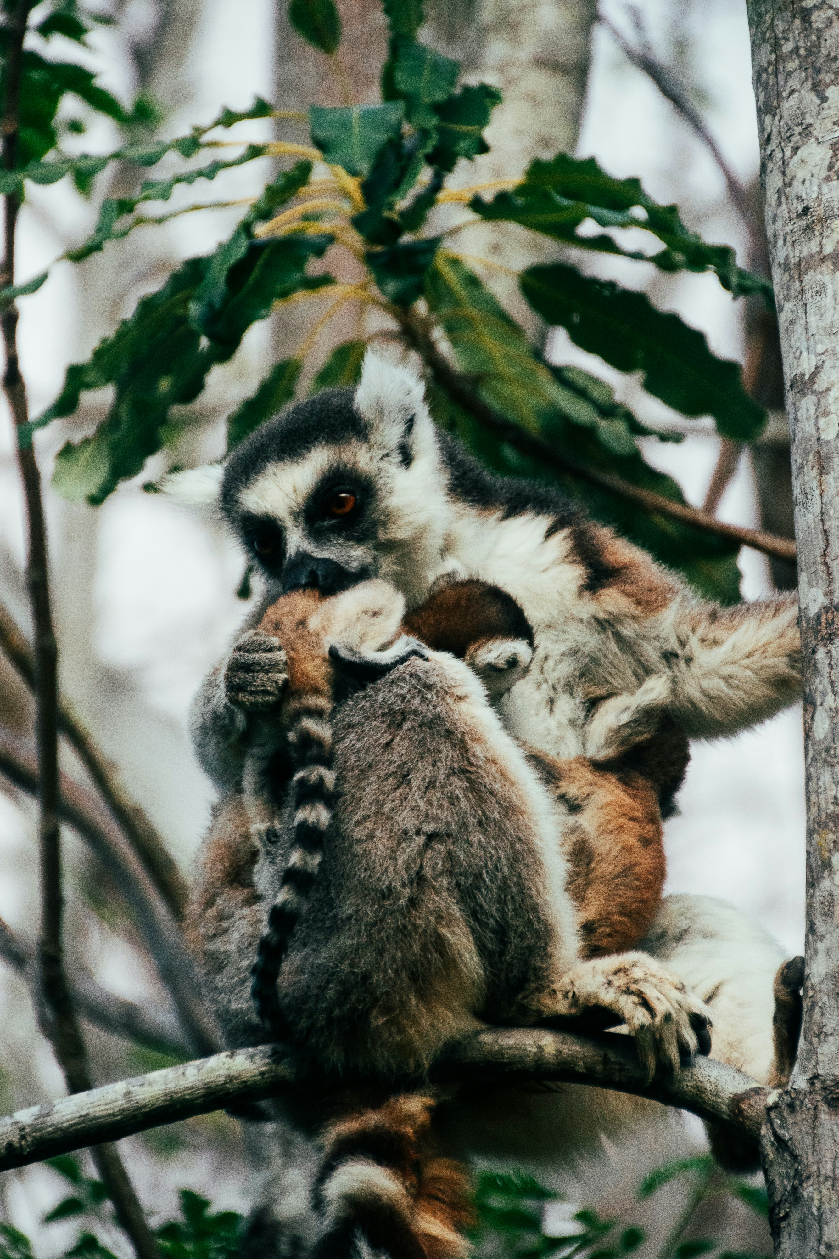 Photo by gsuarezllana