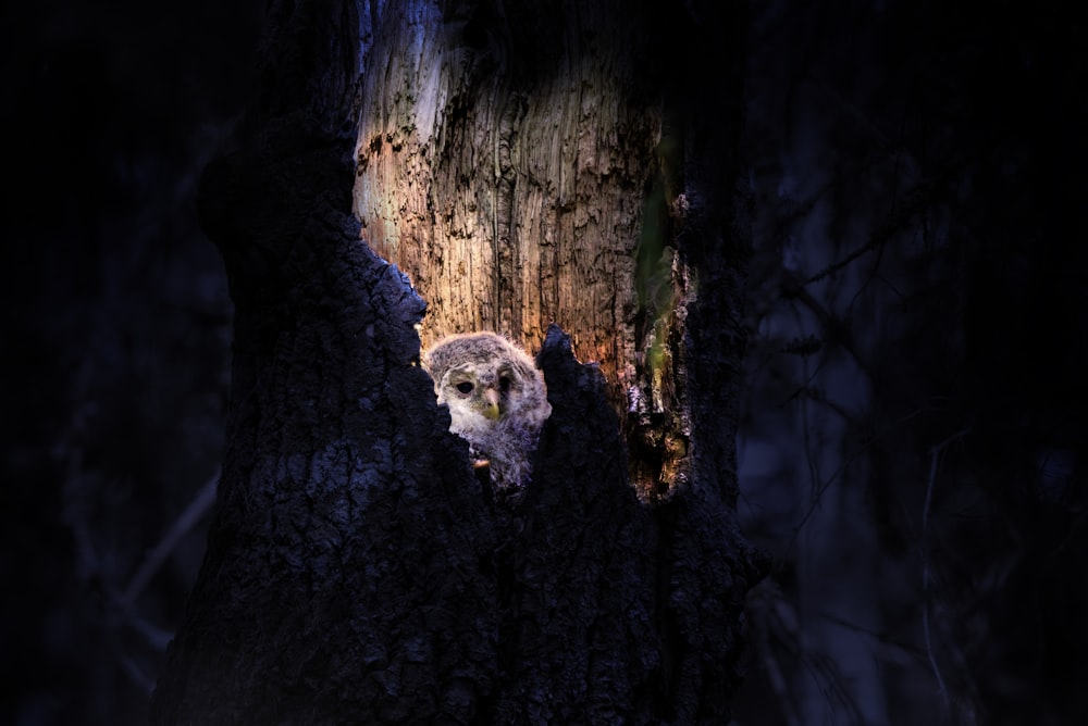 an owl peeks out of the bark of a tree