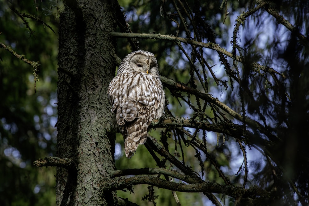 an owl is perched on a tree branch