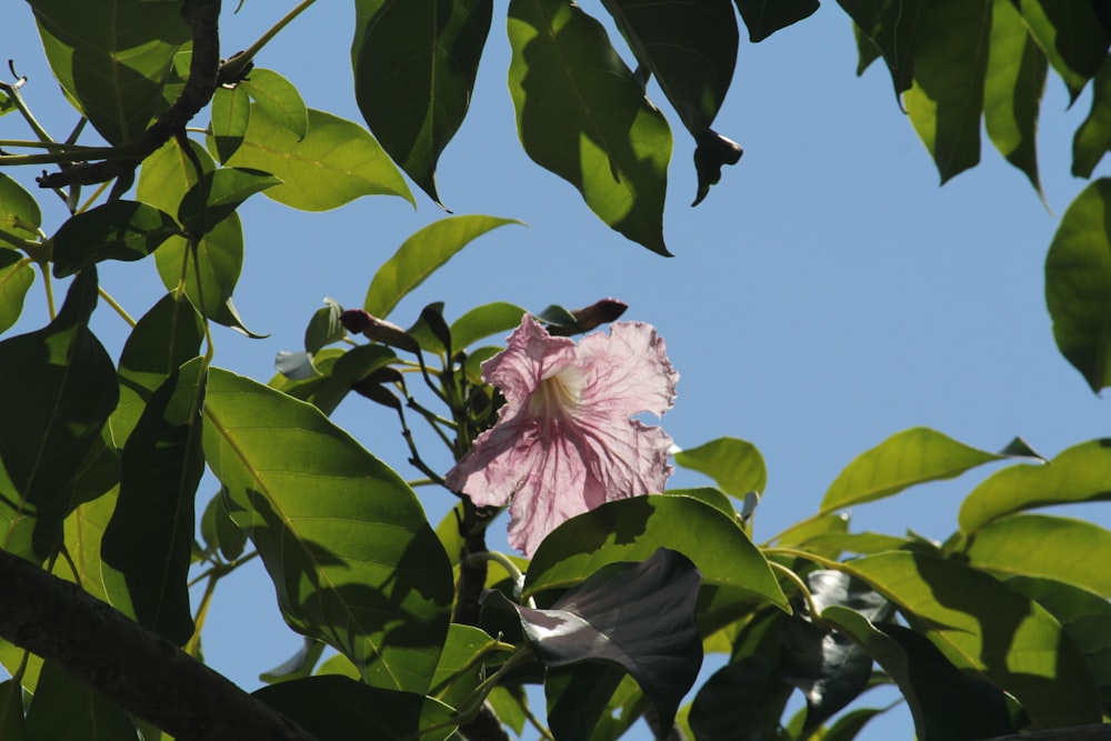 a pink flower is blooming on a tree branch