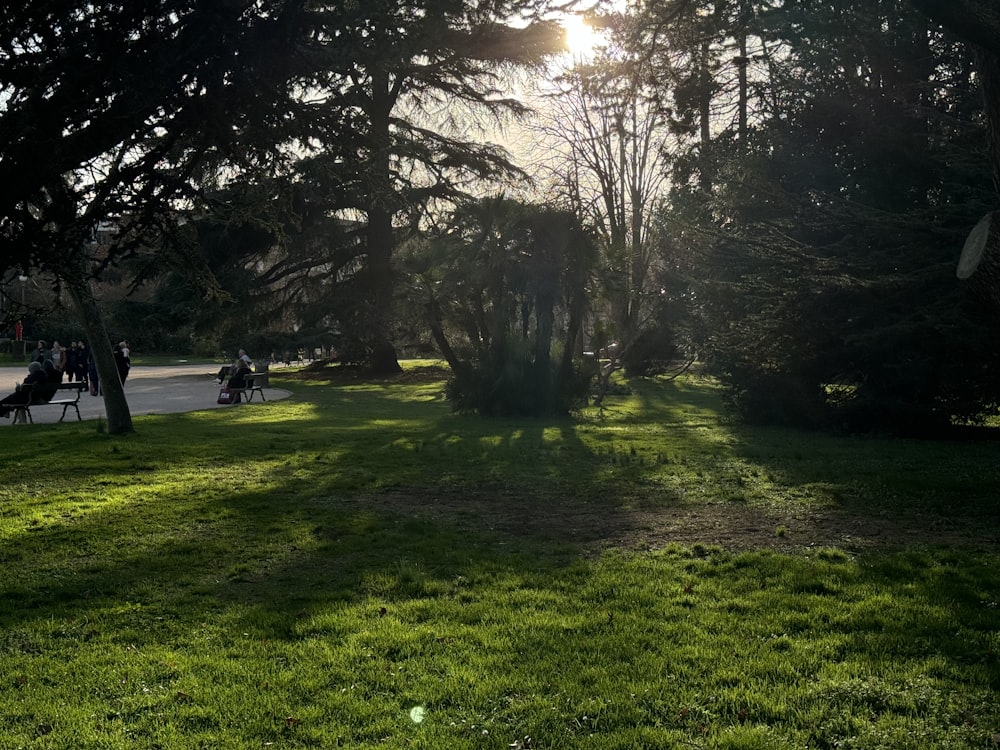 O sol brilha através das árvores em um parque