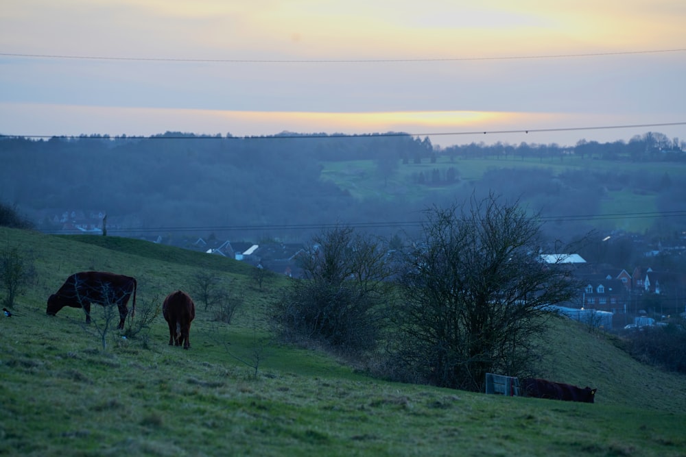 a couple of cows grazing on a lush green hillside