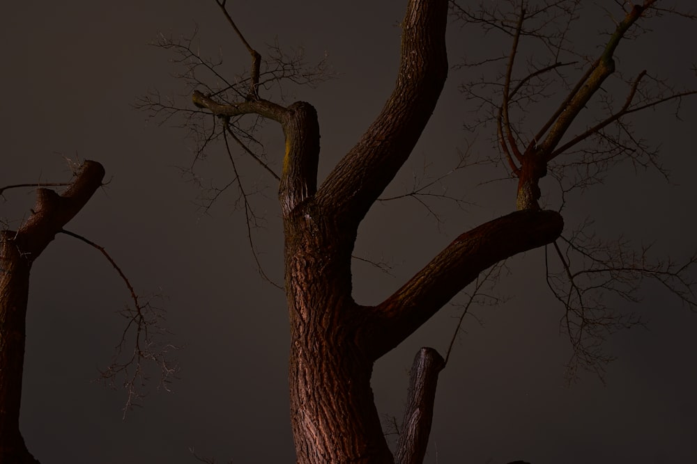 ein kahler Baum ohne Blätter in der Nacht