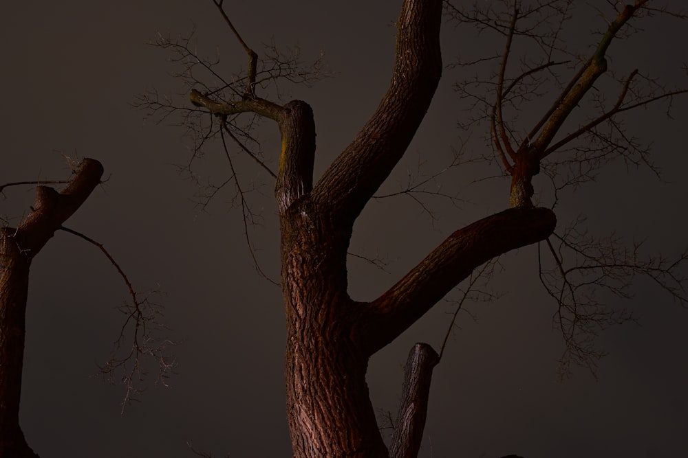 a bare tree with no leaves at night