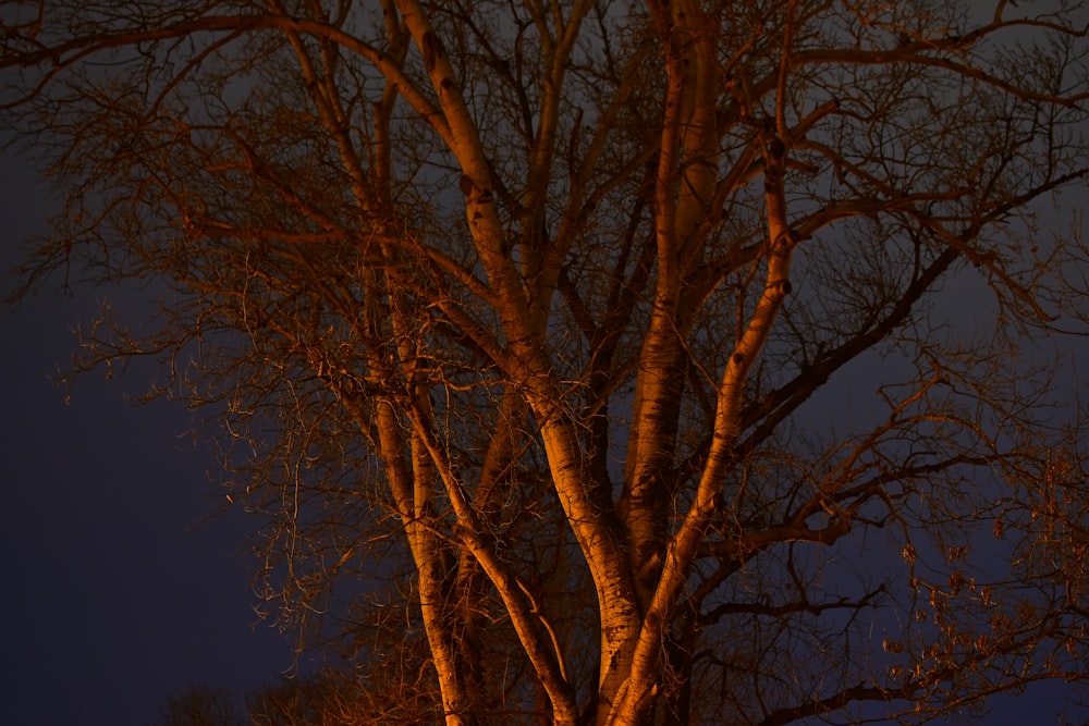 a tree with no leaves at night time
