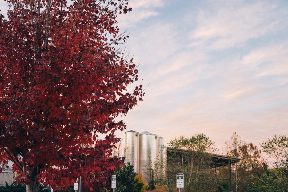 a tree with red leaves in front of a building