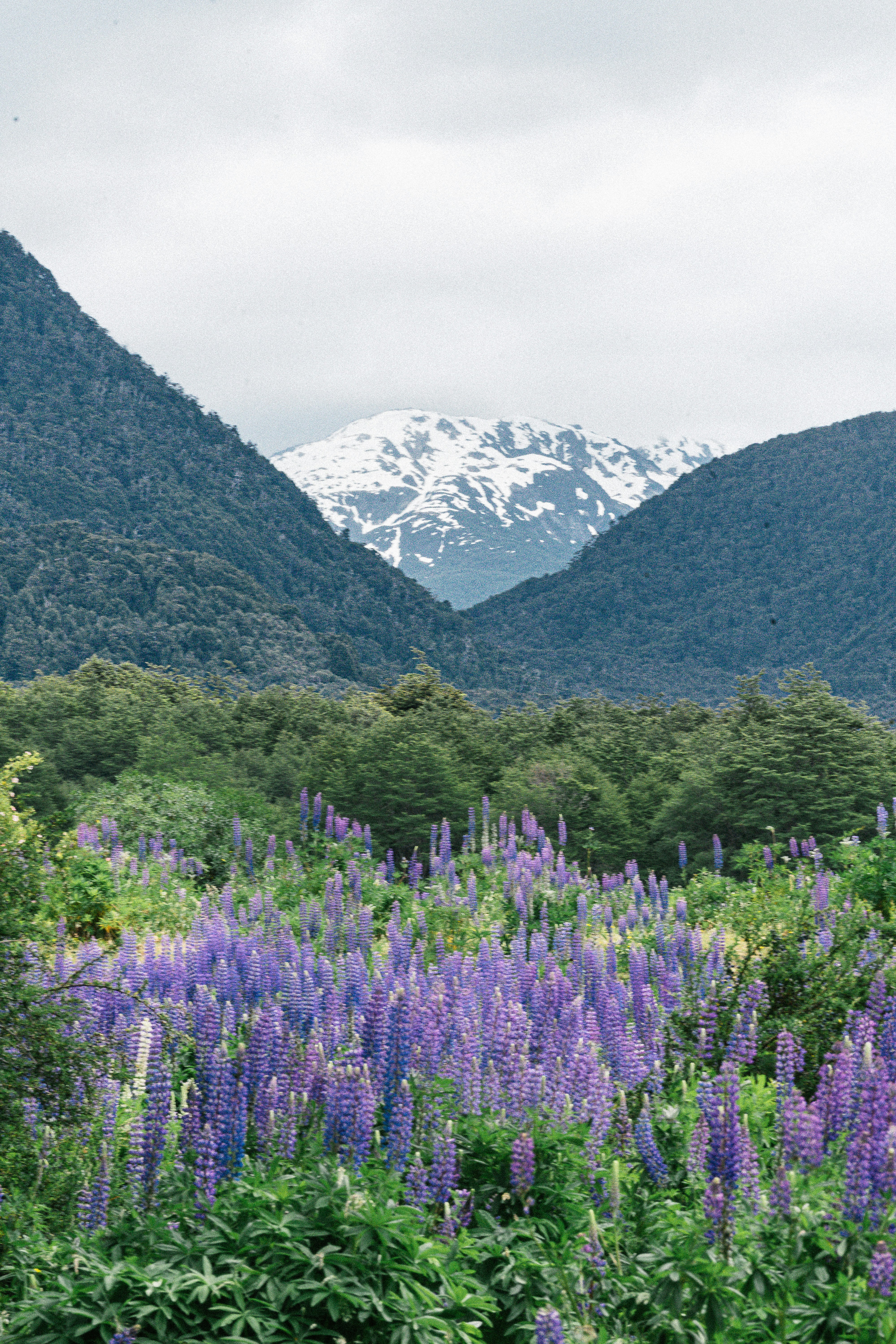 a field of purple flowers with mountains in the background