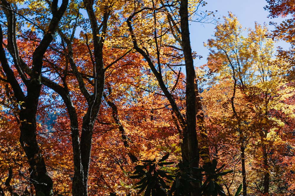 a forest filled with lots of trees covered in autumn leaves