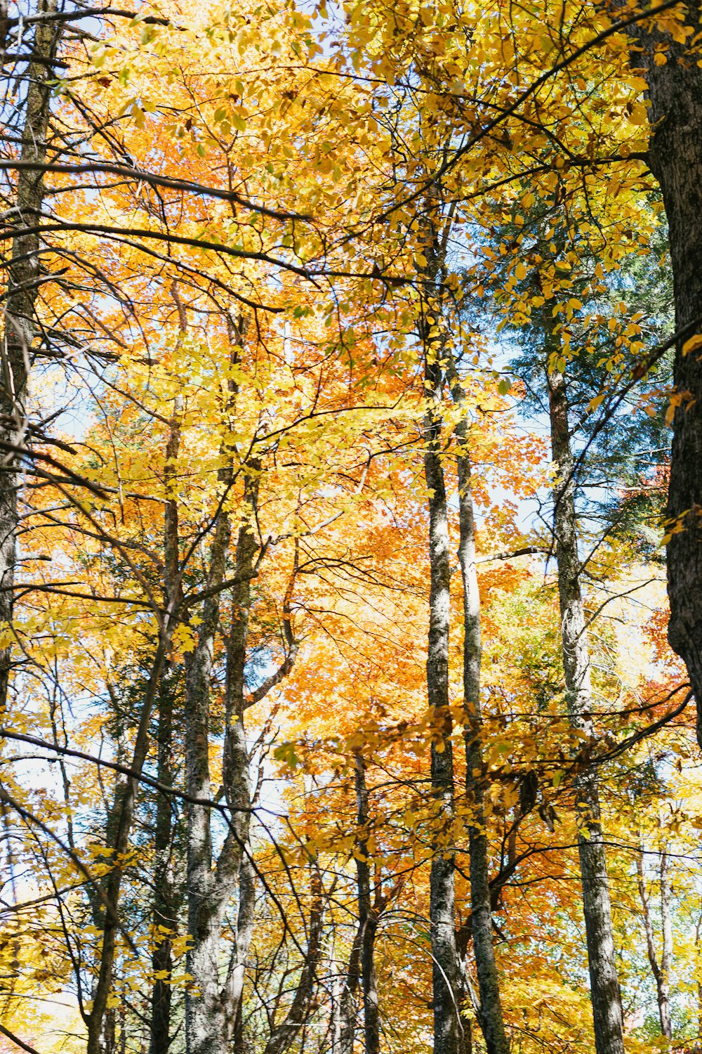 a forest filled with lots of trees covered in autumn leaves