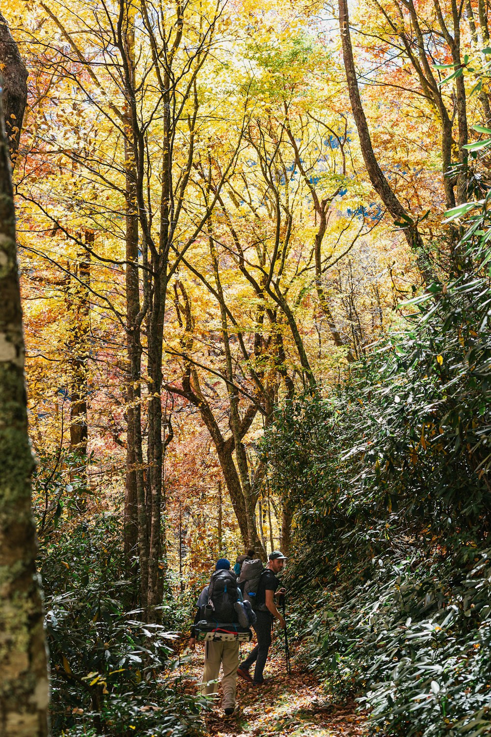 a group of people walking down a trail in the woods