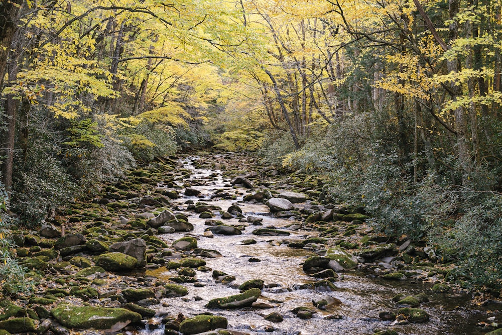 a stream running through a lush green forest