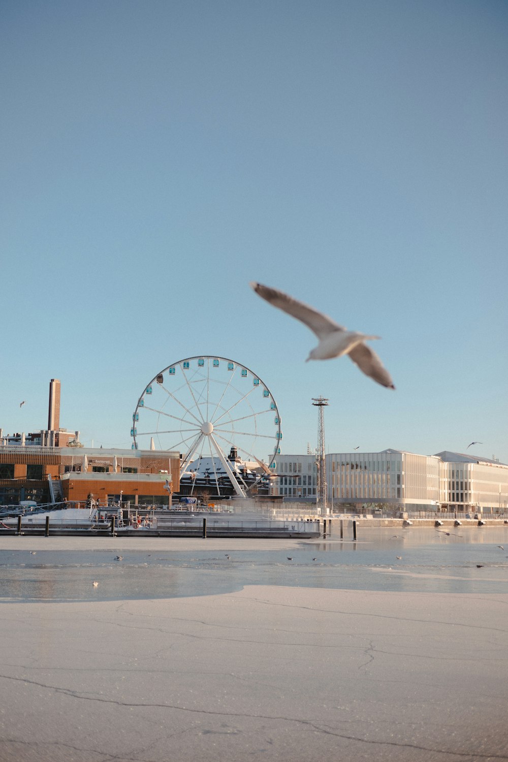 a seagull flying over a beach with a ferris wheel in the background