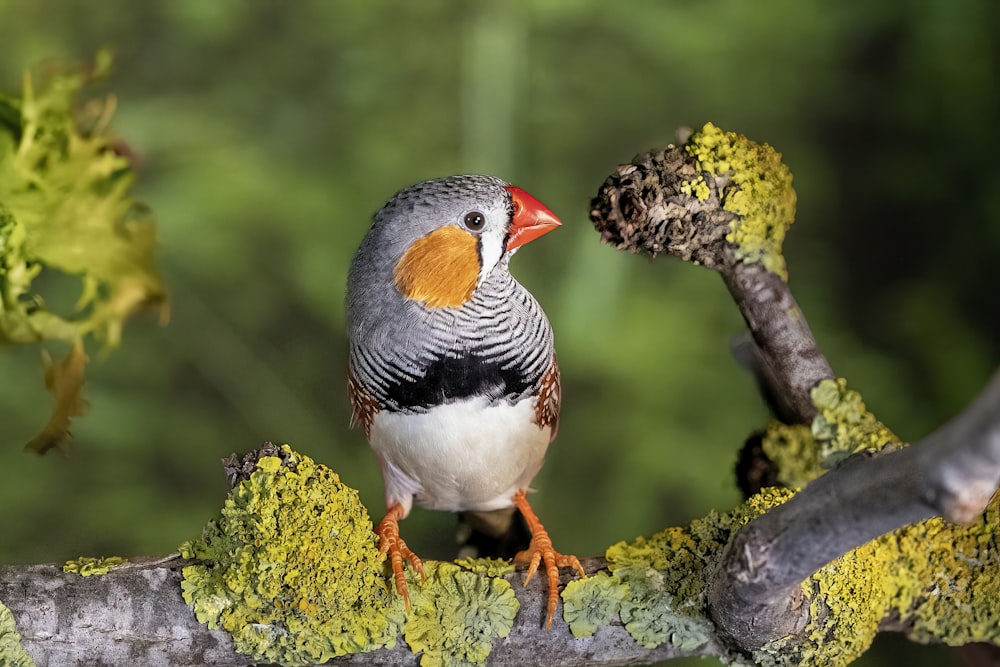 a bird perched on a tree branch with moss