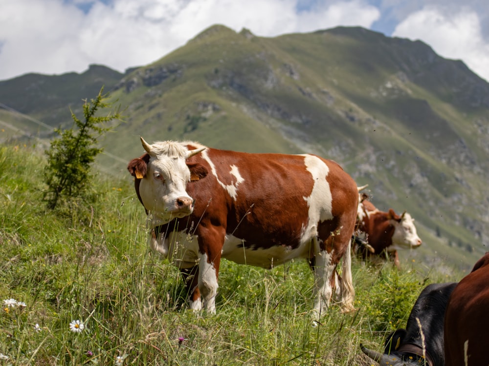 a herd of cows grazing on a lush green hillside