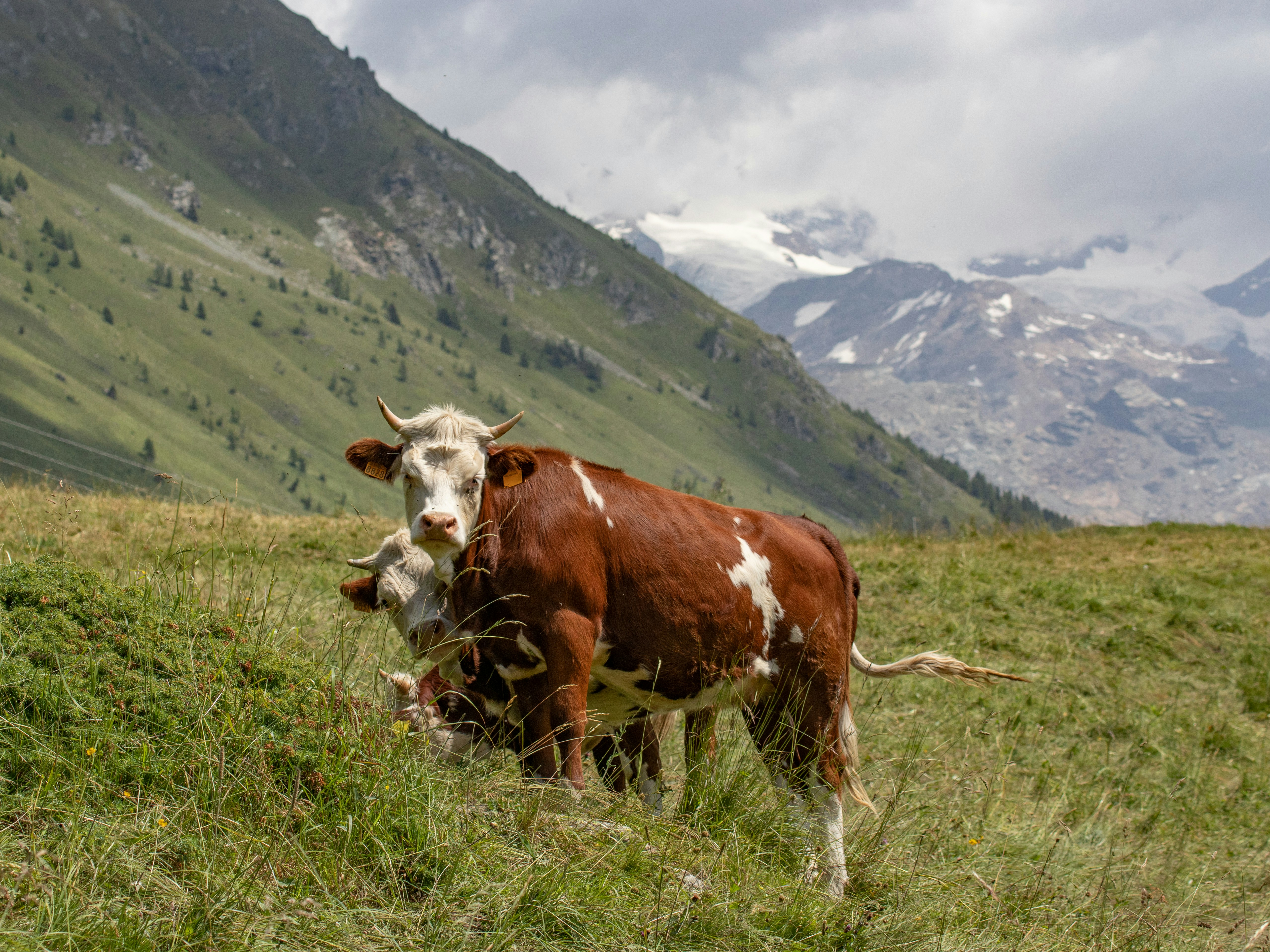 a brown and white cow standing on a lush green hillside