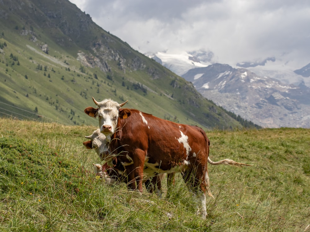 a brown and white cow standing on a lush green hillside